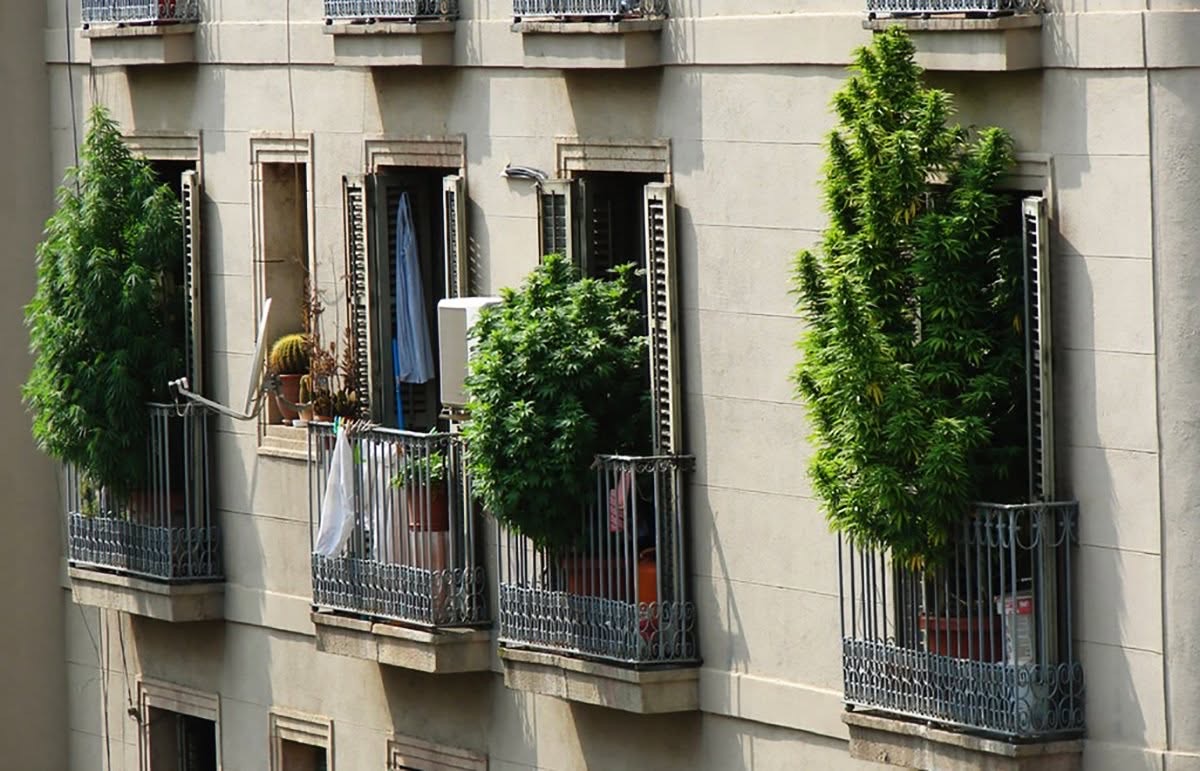 Balcones de apartamentos con plantas verdes altas a plena luz del día
