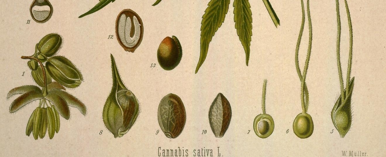 Semillas de cáñamo y secciones dibujadas en Medizinal-Pflanzen de Köhler, 1887