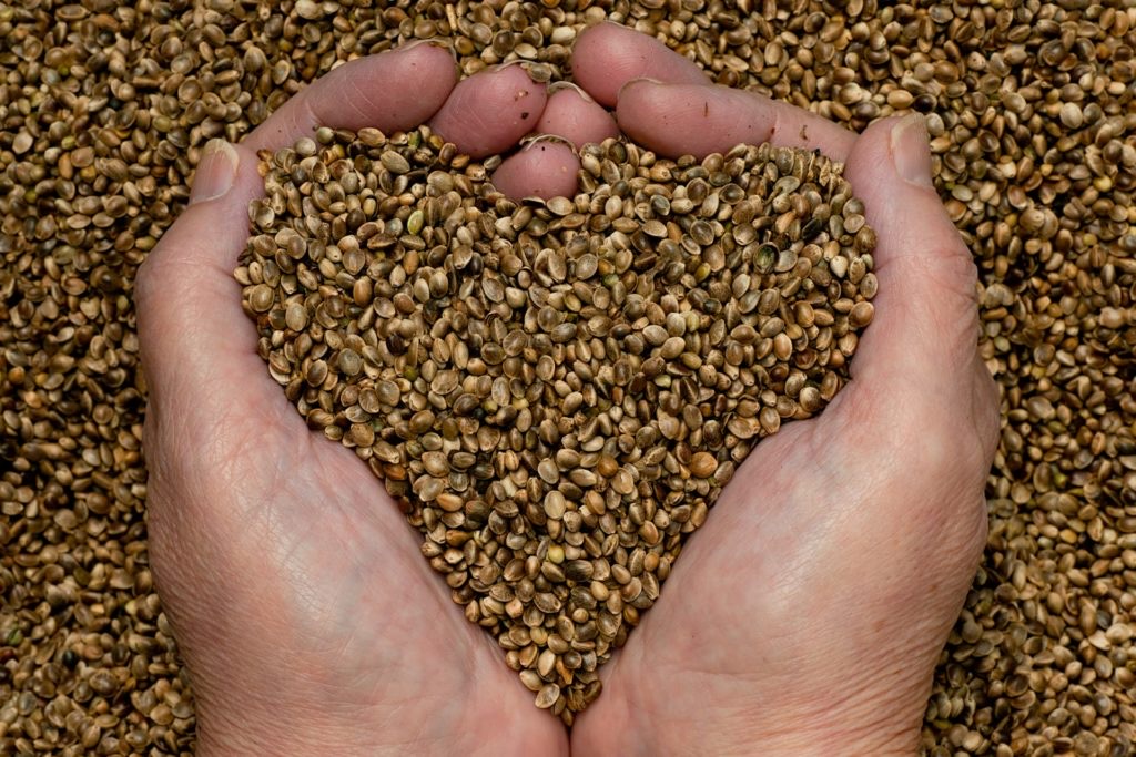 Dos manos sostienen semillas de cáñamo con forma de corazón
