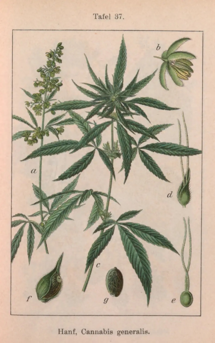 Lámina botánica coloreada a mano de una planta de cáñamo con semillas, de Flora von Deutschland de Sturm, 1796